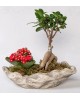 Dekoratif Saksıda Ficus Gingsey Bonsai ve Kalanchoe
